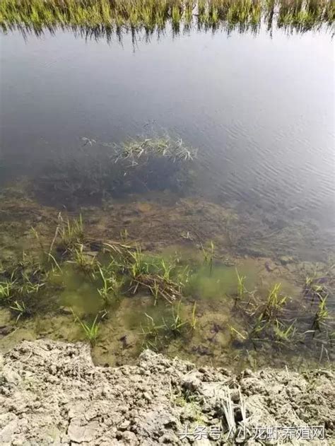 青苔養殖|池塘里青苔的預防及處理建議